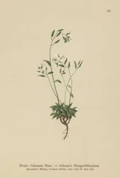 Johns Whitlow-trawa (Draba Johannis)