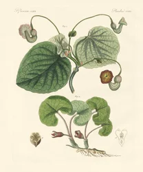 Rodzaje roślin Aristolochia (kolorowe grawerowanie)