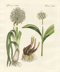 Rodzaje pora