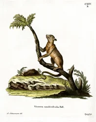 Kinkajou (kolorowy grawer)