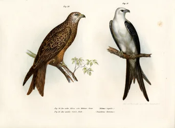 Latawiec, 1864