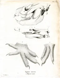 Koala (kolorowy grawer)