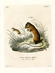 Labrador Jumping Mouse (kolorowy grawerunek)