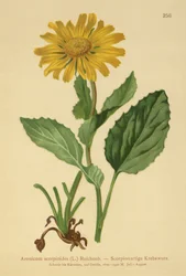 Zmora lampartów wielkokwiatowych (Aronicum scorpioides, Doronicum grandiflorum)