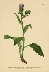 Tarła zwyczajna (Saussurea macrophylla, Saussurea alpina ssp. macrophylla)