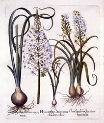 Późny Hiacynt i Gwiazda Betlejemska, z Hortus Eystettensis, Basil Besler (1561-1629), wyd. 1613 (grawerowanie ręcznie kolorowane)