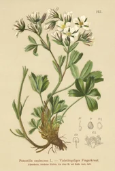Lax Pięciornik (Potentilla caulescens)
