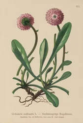 Globularia bezlistna (Globularia nudicaulis)