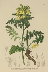 Wszawica liściasta (Pedicularis foliosa)