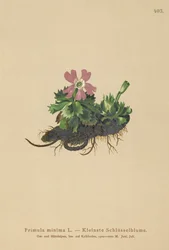 Least Primrose (Primula minima, Auriculastrum primula, Primula veris)