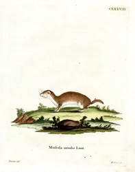 Least Weasel (kolorowy grawerunek)