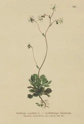 Mała londyńska duma (Saxifraga cuneifolia)