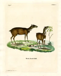 Lesser Mouse Deer (kolorowy grawerunek)