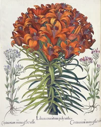 Lilia i Buk: 1. Krwawy poliantos liliowy; 2. Centaurium minus czerwony kwiat; 3.Centaurium minus flore albo, z Hortus Eystettensis by Basil Besler (1561-1629), wyd. 1613