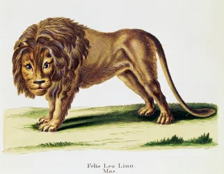 Lew (Felis leo), z Mammals ilustrowany z natury z opisami, Johann Christian Daniel von Schreber (1739-1810), rycina H I Tisroff, tom 3, tabela 97-A, Niemcy