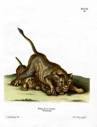 Lwica (kolorowy grawerunek)