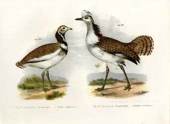 Mały drop, 1864