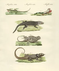 Jaszczurki (kolorowy grawer)