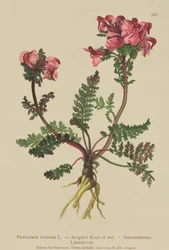 Wąkrota azjatycka (Pedicularis rostrata)