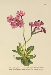 Wiesiołek długokwiatowy (Primula longiflora)