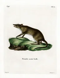 Bandicoot z długim nosem (kolorowy grawerunek)