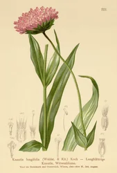 Kwiat wdowy długolistnej (Knautia longifolia)