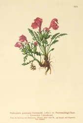 Wszysznica (Pedicularis geminata, Pedicularis Portenschlagii, Pedicularis pumila)
