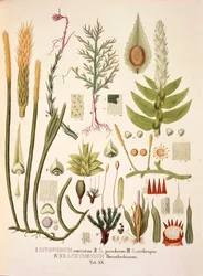 Lycopodium i Brachymenium, tabela XX z 