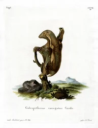 Latający lemur malajski (kolorowy grawerunek)