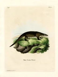Łuskowiec malajski (kolorowy grawerunek)