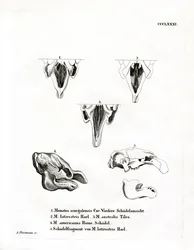 Manate Skulls (kolorowy grawerunek)