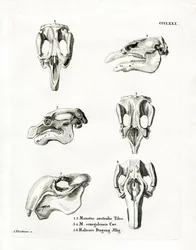 Manat Skulls (kolorowy grawerunek)