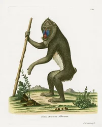 Mandryl (kolorowy grawer)