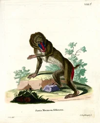 Mandryl (kolorowy grawer)
