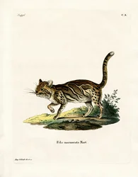Marbled Cat (kolorowy grawerunek)