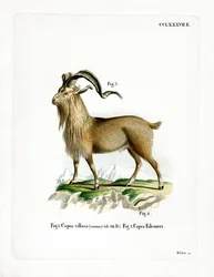 Markhor (kolorowy grawer)