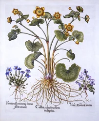 Marsh Marigold, March Violet i Spring Gentian, z Hortus Eystettensis, Basil Besler (1561-1629), wyd. 1613 (grawerowanie ręcznie kolorowane)