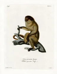 zamaskowany Titi