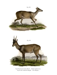 Mazama, 1860 r