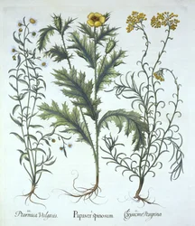 Mexican Poppy, Seaside Strawflower i Sneezewort, z Hortus Eystettensis, wyd. Basil Besler (1561-1629). 1613 (grawerowanie ręcznie kolorowane)