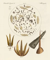 Przedmioty mikroskopowe