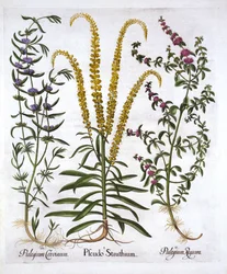 Mignonette, Pennyroyal and Marsh Mint, z Hortus Eystettensis, Basil Besler (1561-1629), wyd. 1613 (grawerowanie ręcznie kolorowane)