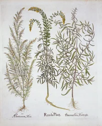 Mignonette, Southernwood i Estragon, z Hortus Eystettensis, Basil Besler (1561-1629), wyd. 1613 (grawerowanie ręcznie kolorowane)