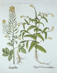 Rzeżucha Mitre i Gorczyca Biała, z Hortus Eystettensis, Basil Besler (1561-1629), wyd. 1613 (grawerowanie ręcznie kolorowane)