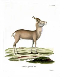 Gazela Mongolska (kolorowy grawerunek)