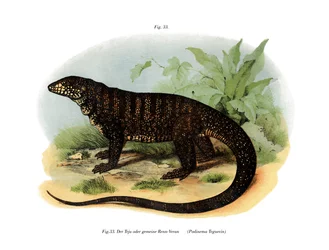 Monitor Lizard (kolor lito)