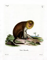 Monk Saki (kolorowy grawer)