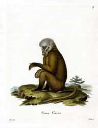 Małpa (kolorowy grawerunek)