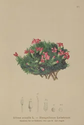 Mech Campion (Silene acaulis)