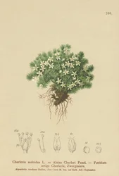 Cyphel omszony (Cherleria sedoides, Minuartia sedoides, Alsine Cherleri)
